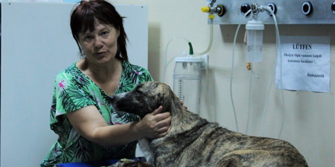 Zehirlenen köpeği taksi ile hastaneye yetiştirdi