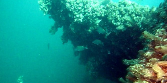 Depremin batık şehri 18 yıl sonra balıkların yuvası oldu