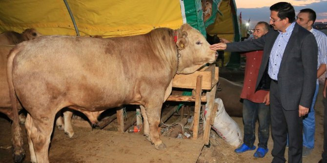 Türkiye’nin en nitelikli kurban satış alanı Keçiören’de