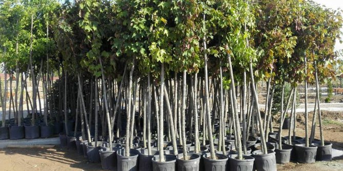 Sungurlu’da 7 bin 500 fidan toprakla buluştu