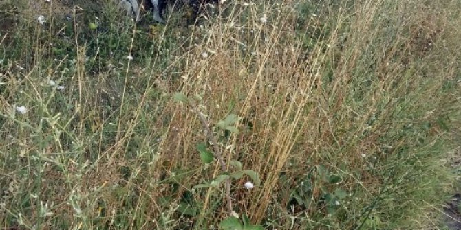 Kamyon devrildi, salçalar tarlaya saçıldı