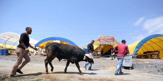 Yenimahalle’de Kurban Bayramı telaşı başladı