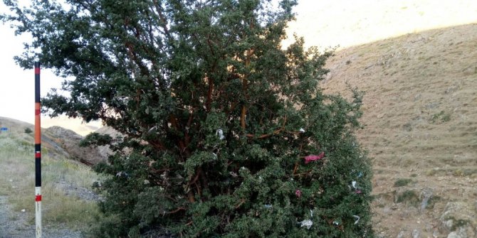 Dağ başındaki ağacı dilek ağacına çevirdiler