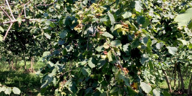 Açıklanmayan fındık rekoltesi kafaları karıştırdı