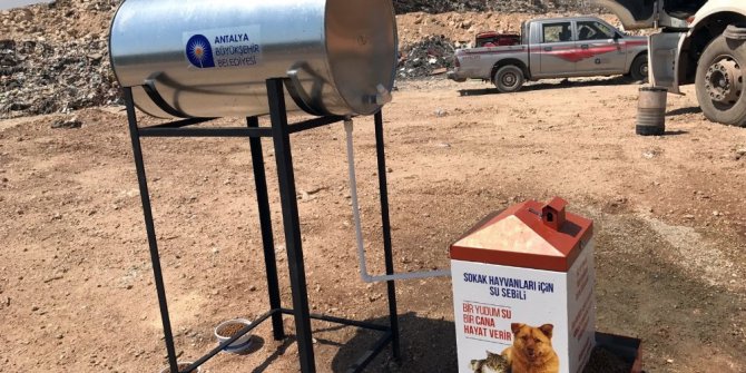 Belediyeden çöp arıtma tesislerinde sokak hayvanları için özel beslenme sistemi