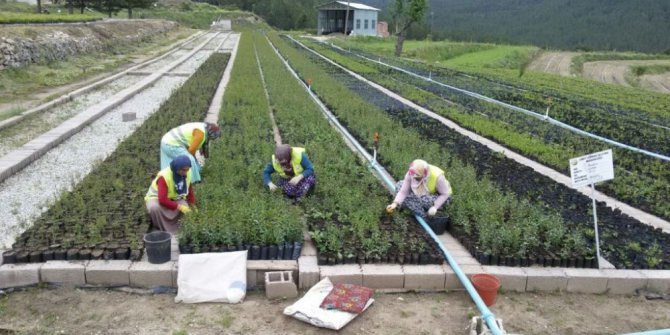Hisarcık Fidanlık Şefliğinde 1,5 milyon fidan üretimi