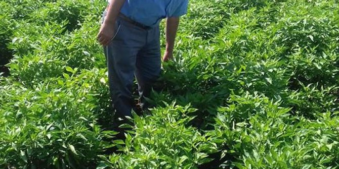 Yağmur beklentisi çiftçiyi umutlandırdı