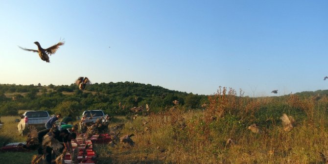 Edirne’de 2 bin 500 sülün ve keklik doğaya salındı
