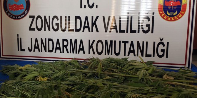 Jandarmadan kenevir operasyonu