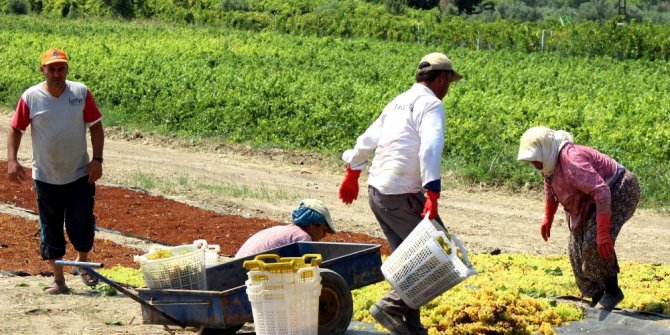 Üzüm üreticisine ’Erken hasat’ uyarısı