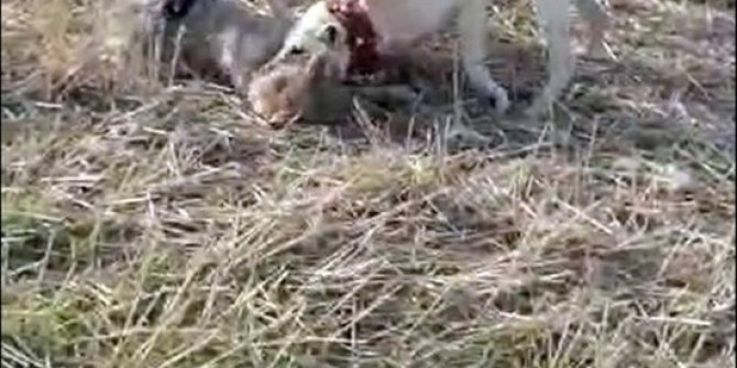 Koyun sürüsüne saldıran kurdu çoban köpekleri yakaladı