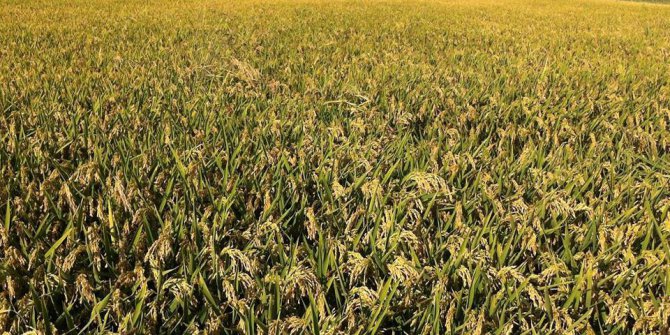 Çeltik maliyet raporu hazırlandı, son sözü bakanlık söyleyecek