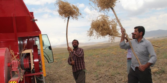 İpekyolu Belediyesinden çiftçilere alternatif ürün