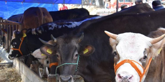 Kurbanlık satışı yapacak esnaflar için yer tahsisi başvuruları başlıyor