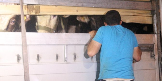 İlk kurbanlıklar İstanbul’a geldi