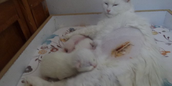 Van kedilerinde sezaryenle doğum