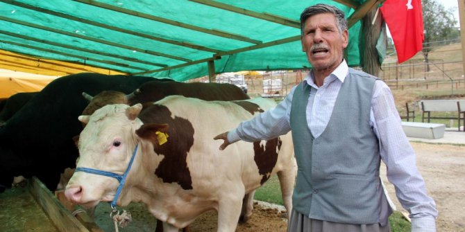 Kurbanlık hayvanlar görücüye çıktı