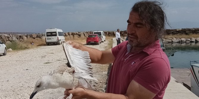 Ölü martılar toplatıldı