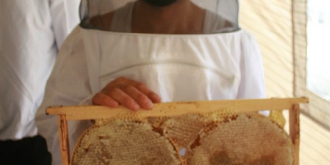 Muğla’da çam balı üreticisinin yüzü gülüyor