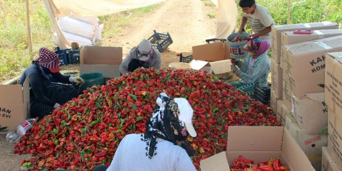 İsot hem ağızları hem de cepleri yakacak