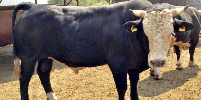 Kurbanlık telaşı başladı