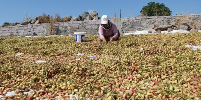 Antep’in fıstığı Manisa’dan