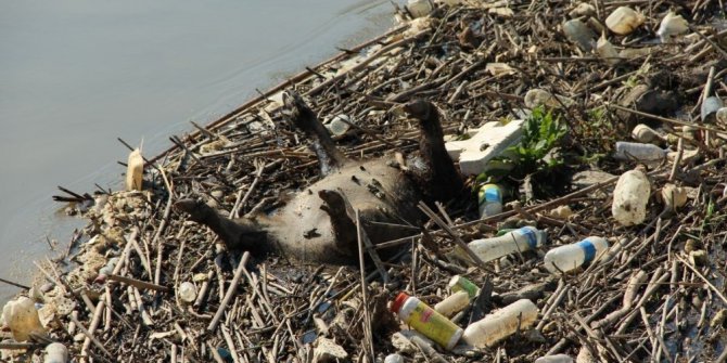 Uzmanlar, Büyük Menderes Nehri’ndeki tehlikeye dikkat çektiler