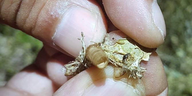 OBM’nin biyolojik mücadele çalışmaları sürüyor