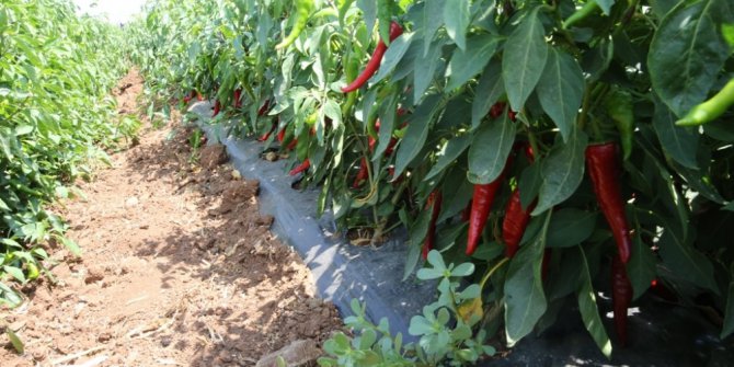 Gaziantep biber üretiminde söz sahibi olacak