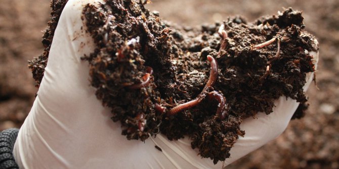 Solucan gübresi üretene yüzde 50 hibe desteği