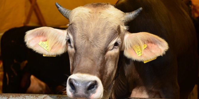 Pursaklar’da kurbanlık satışları başladı