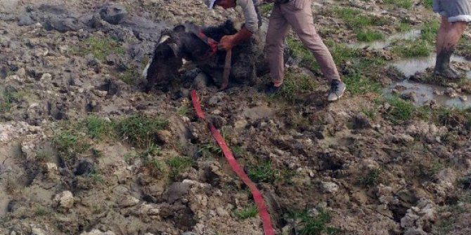 Bataklığa saplanan ineği itfaiye kurtardı