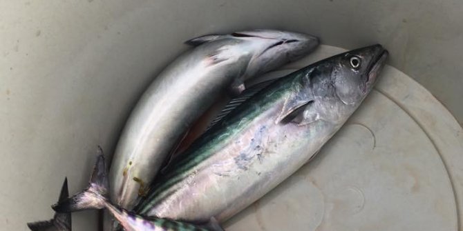 Çingene palamutları kovaya girmeye başladı