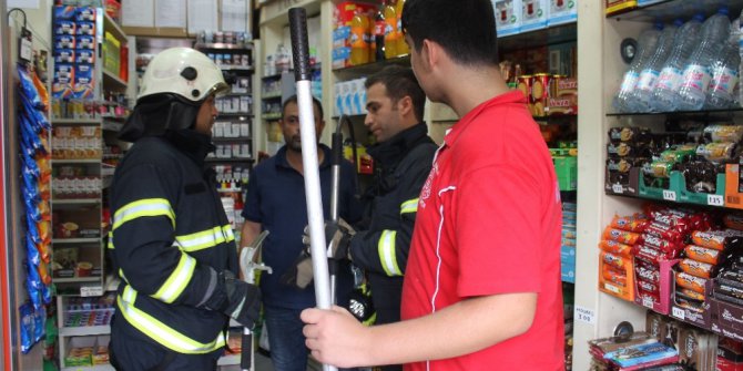 Büfeye giren gelinciği telefondan çıkarttıkları hayvan sesleriyle aradılar