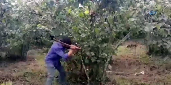 Fındık üreticisinin fiyat tepkisi