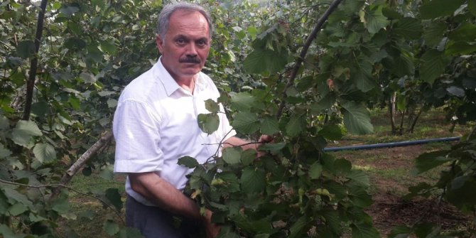 TMO’nun fındık fiyatı beğenilmedi