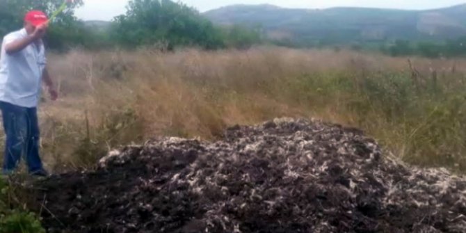 Tavuk çiftliği yüzünden canlarından bezen köylüler sinek avı başlattı