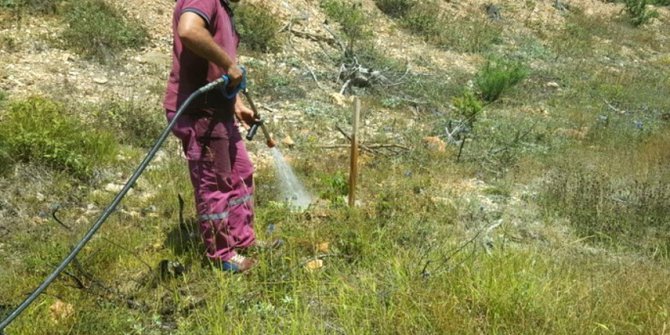 Bolu’da 61 bin fidana can suyu