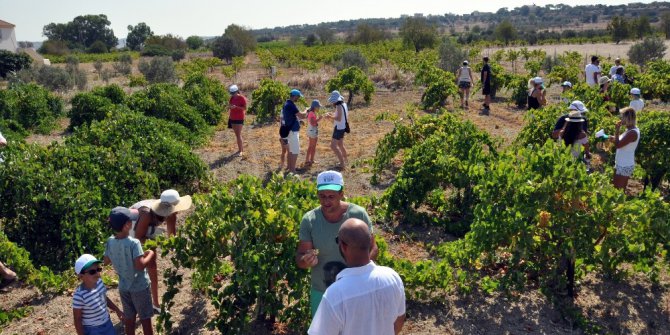 Turistler, KKTC’de üzüm hasadına katıldı