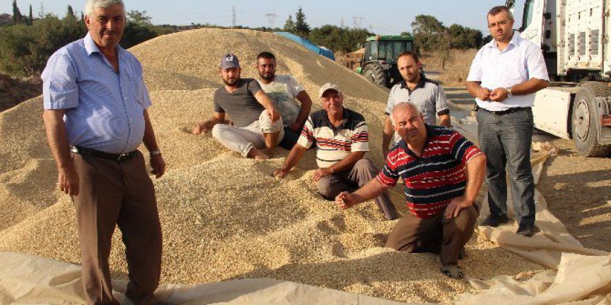 Çeltik Üreticisi Kan Ağlıyor