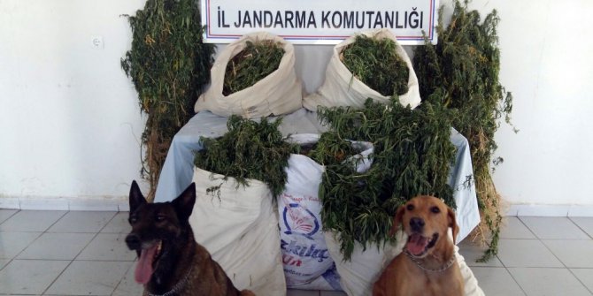 Elazığ’a bin 226 kök hint keneviri ile 13 kilo esrar ele geçirildi