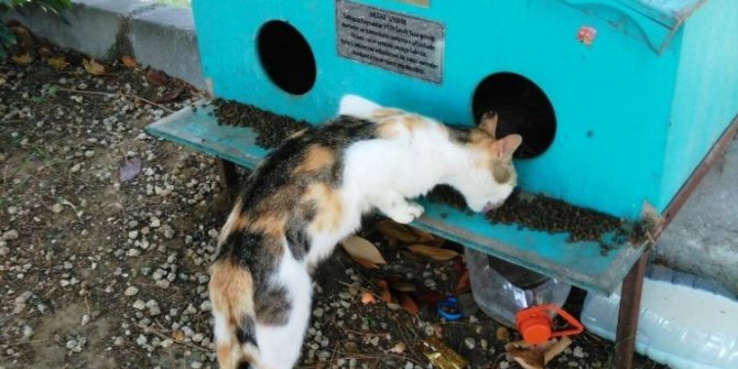 Minik dostlarımız Süleymanpaşa Belediyesi ile güvende