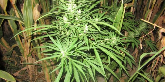 Mısır tarlasında 200 kök Hint keneviri ele geçirildi