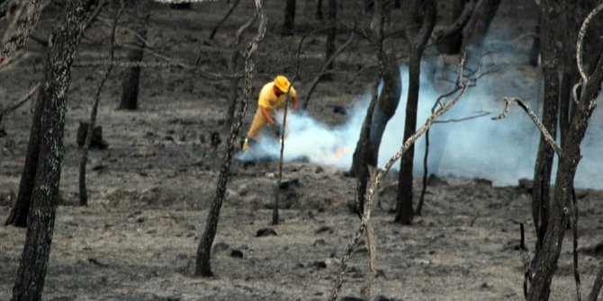 Ayvalık’ta yangın sonrası yürek yakan görüntü