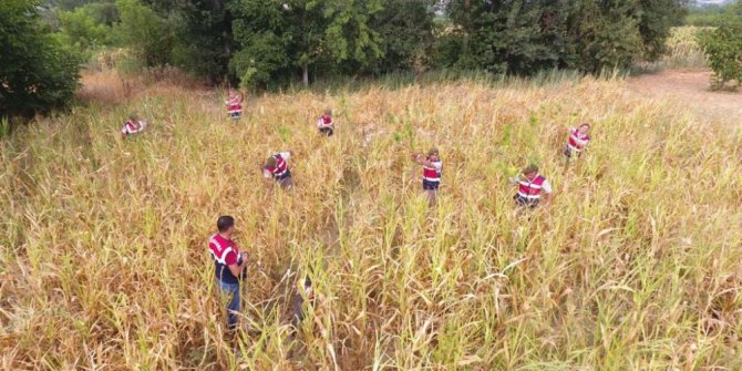 Kenevir tarlasına drone destekli operasyon