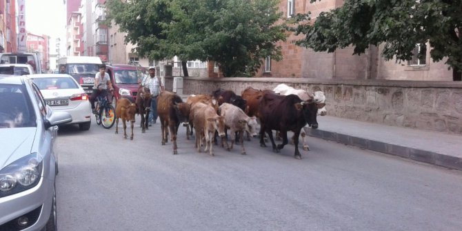 Kent merkezinde kurbanlıklar