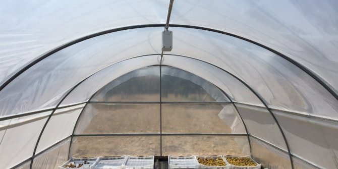 İncir tünelde kuruyacak