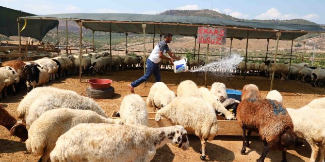 Bayraklı Kurban Bayramına hazır