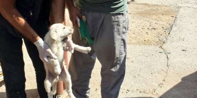 Bingöl’de bitkin bulunan 2 yavru köpek koruma altına alındı