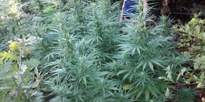 İzmit’te 2 bin kök Hint keneviri yakalandı